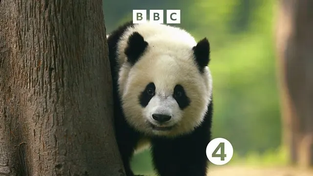 Giant panda in natural habitat